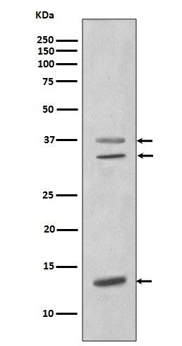 m01100 wb