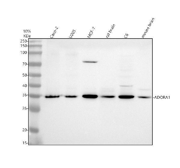 m01101 adora1 primary antibodies wb testing 1