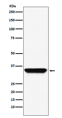 Western blot analysis of ADORA1 expression in A549 cell lysate.