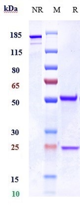 Anti-Integrin b2/ITGB2/CD18 Reference Antibody (erlizumab) on SDS-PAGE under reducing (R) condition