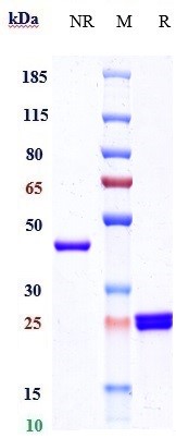 Anti-glycoprotein (GP) Iib/IIIa Reference Antibody (Abciximab) on SDS-PAGE under reducing (R) condition