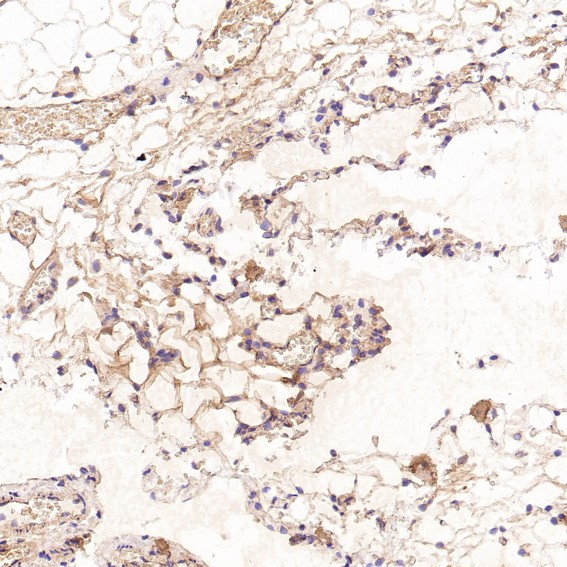Immunohistochemical analysis of paraffin-embedded Rat pancreas, using the Antibody at 1:50 dilution