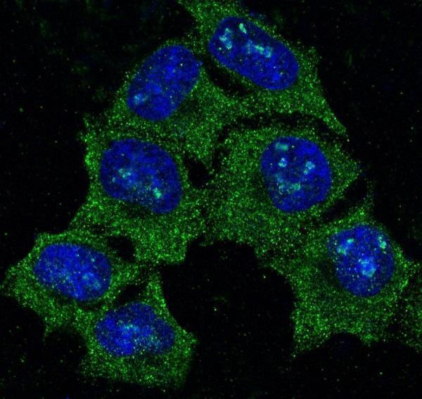 Immunofluorescent analysis of HeLa cells, using Hsp90 alpha Antibody