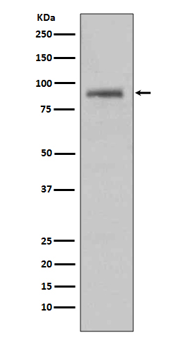 Western blot analysis on HeLa cell lysate using HSP90A Antibody
