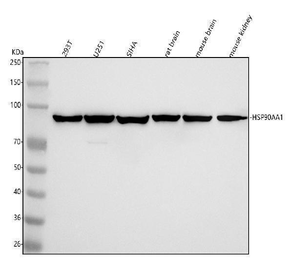 m01103 2 hsp90 primary antibodies wb testing 1