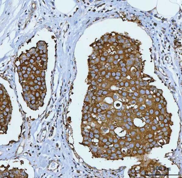 m01103 2 hsp90aa1 primary antibodies ihc testing 3
