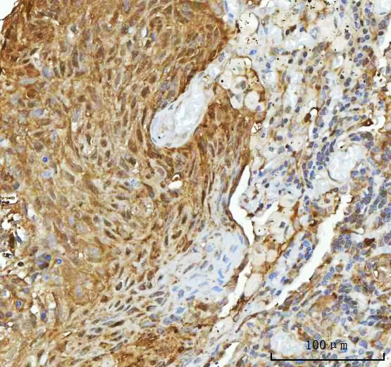 m01103 2 hsp90aa1 primary antibodies ihc testing 5