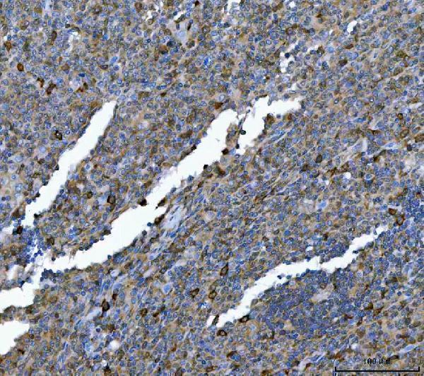 m01103 2 hsp90aa1 primary antibodies ihc testing 6