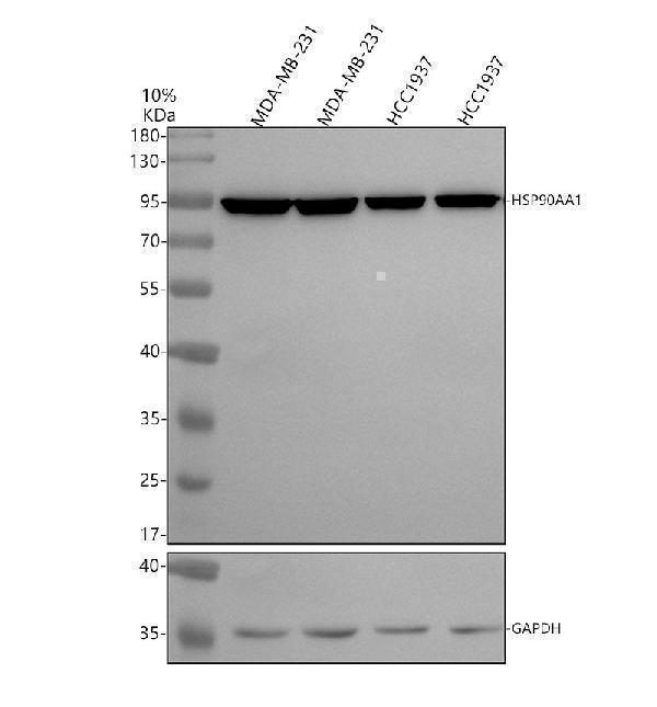 m01103 2 hsp90aa1 primary antibodies wb testing 1