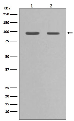 m01103 3 wb