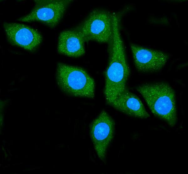 m01103 4 hsp90a primary antibodies if testing 6