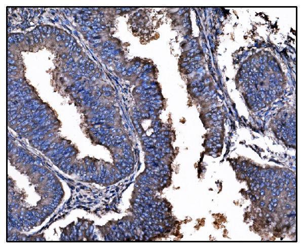 m01103 4 hsp90a primary antibodies ihc testing 2