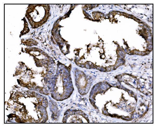 m01103 4 hsp90a primary antibodies ihc testing 3