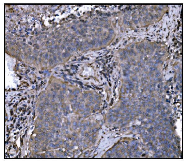 m01103 4 hsp90a primary antibodies ihc testing 4