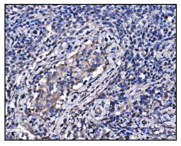 m01103 4 hsp90a primary antibodies ihc testing 5