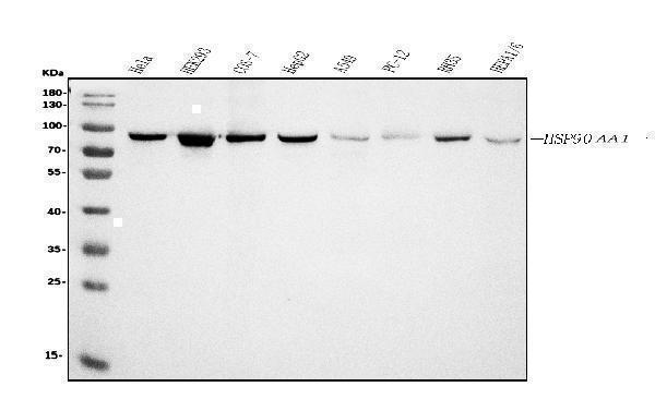 m01103 4 hsp90a primary antibodies wb testing 1