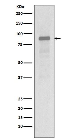 Western blot analysis of Hsp90 alpha expression in Jurkat cell lysate