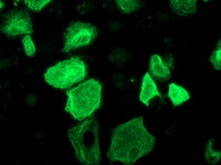 m01104 1 anti rassf1 mouse monoclonal antibody clone id oti2b11 if testing 15