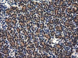 m01104 1 anti rassf1 mouse monoclonal antibody clone id oti2b11 ihc testing 5