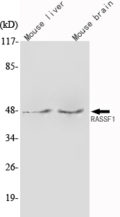 m01104 rassf1 primary antibodies wb testing 1