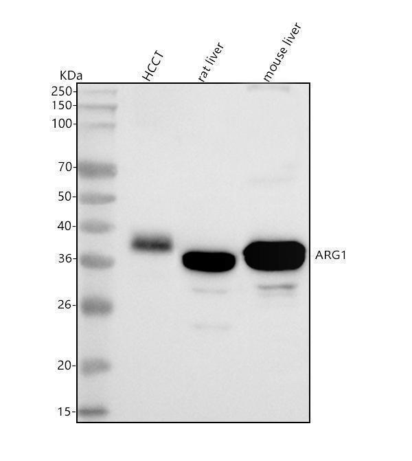  Western blot analysis of ARG1 using anti-ARG1 antibody (M01106-1)