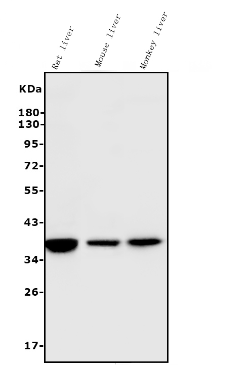 m01106 4 arg1 primary antibodies wb testing 1