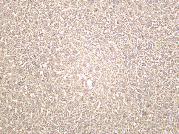 Mouse liver was stained with anti-Arginase-1 rabbit antibody