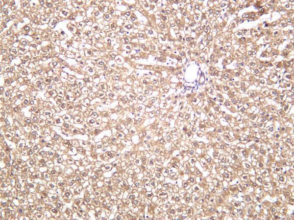 m01106 5 arg1 primary antibodies ihc testing 4