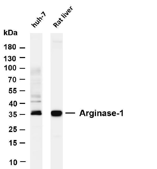 m01106 5 arg1 primary antibodies wb testing 1