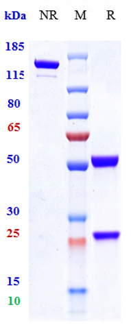 Anti-TNFSF5/CD40L/CD154 Reference Antibody (ruplizumab) on SDS-PAGE under reducing (R) condition