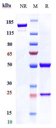Anti-TNFSF5/CD40L/CD154 Reference Antibody (dapirolizumab) on SDS-PAGE under reducing (R) condition