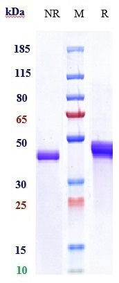 Anti-TNFSF5/CD40L/CD154 Reference Antibody (letolizumab) on SDS-PAGE under reducing (R) condition