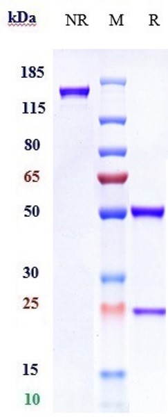 Anti-TNFSF5/CD40L/CD154 Reference Antibody (Toralizumab) on SDS-PAGE under reducing (R) condition