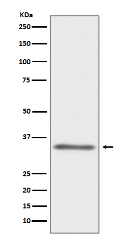 m01114 wb