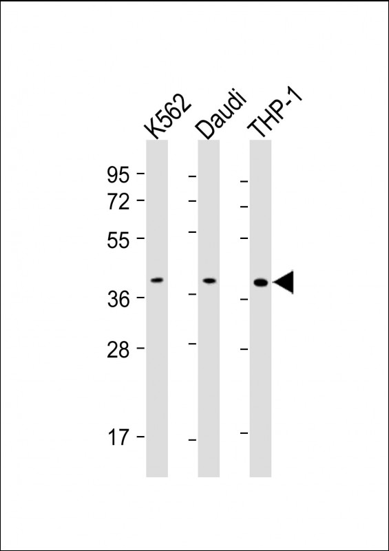 m01116 1 anti spi1 antibody wb testing 1