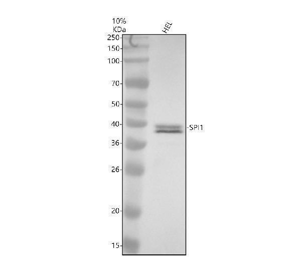 m01116 spi1 primary antibodies wb testing 1