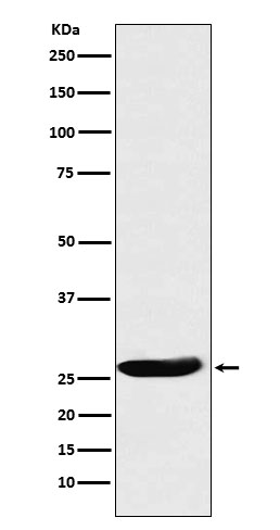 m01117 1 wb