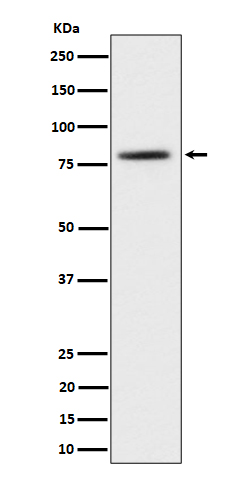 Western blot analysis of TORC2 expression in 293T cell lysate