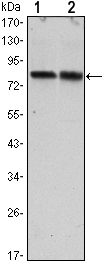 Western blotting validation for Anti-TORC2 CRTC2 Monoclonal Antibody M01118
Western Blot (WB) analysis using TORC2 Monoclonal Antibody against HeLa (1) and HEK293 (2) cell lysate