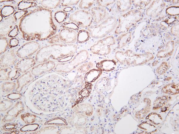 Human kidney was stained with anti-mtTFA rabbit antibody