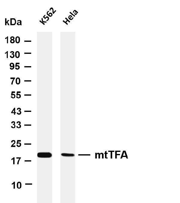 Various whole cell lysates were separated by 4-20% SDS-PAGE, and the membrane was blotted with anti-mtTFA antibody