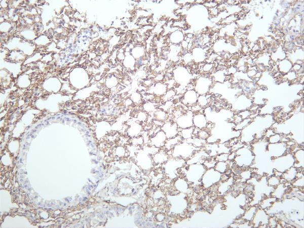Mosue lung was stained with anti-Podoplanin rabbit antibody