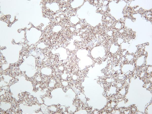 Rat lung was stained with anti-Podoplanin rabbit antibody