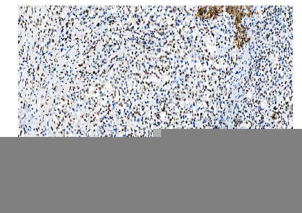 m01129 1 nrf1 primary antibodies ihc testing 11