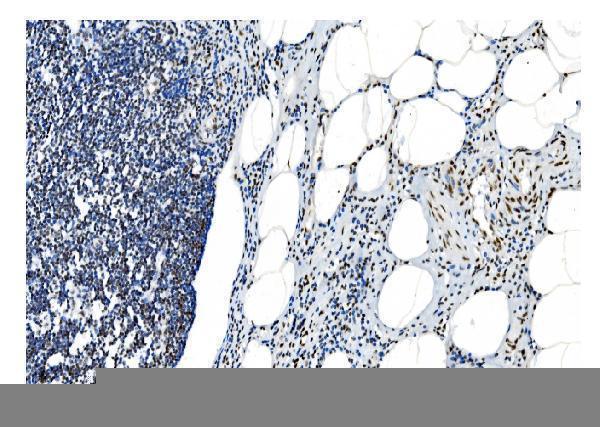 m01129 1 nrf1 primary antibodies ihc testing 13