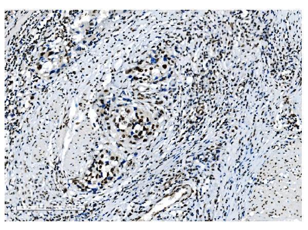 m01129 1 nrf1 primary antibodies ihc testing 15