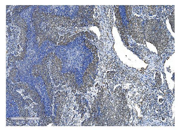 m01129 1 nrf1 primary antibodies ihc testing 16