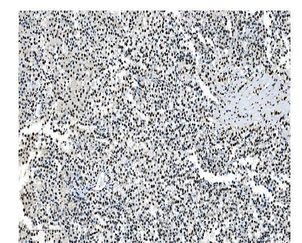 m01129 1 nrf1 primary antibodies ihc testing 7