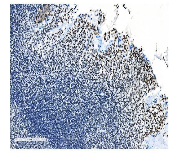 m01129 1 nrf1 primary antibodies ihc testing 8