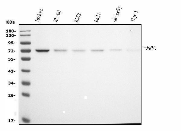 m01129 1 nrf1 primary antibodies wb testing 1